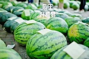 趣味吃瓜比赛,趣味吃瓜大赛欢乐无限