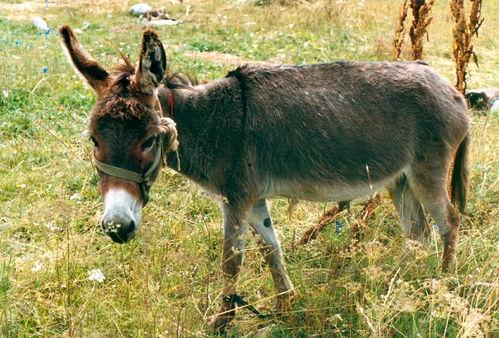 驴系青年娱乐吃瓜酱